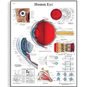  Chart (Human Eye Anatomical Chart, French), Poster Size 20 Width x 26