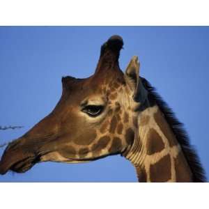 Reticulated Giraffe, Samburu National Reserve, Kenya Photographic 