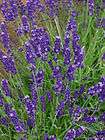 Lavender Herb  25 seeds