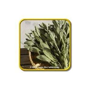  1/4 Lb   Broadleaf Sage   Bulk Herb Seeds Patio, Lawn & Garden