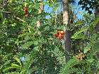 Rare Red Orange Mimosa Tree Bloom 25 Seeds Plant