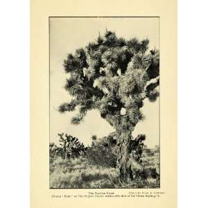  1908 Print Mojave Desert Tatter Tree Yucca Palm Lummis 