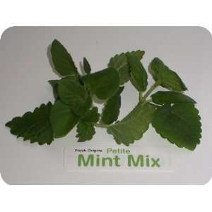 Petite Greens   Mint Mix   4 x 4 oz  Grocery & Gourmet 