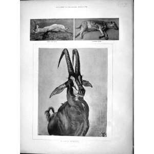  1897 Sable Antelope Spotted Hyaena Dead Waterbuck