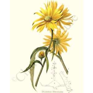  Botanical Flower Print Maximilians Sunflower   Helianthus 