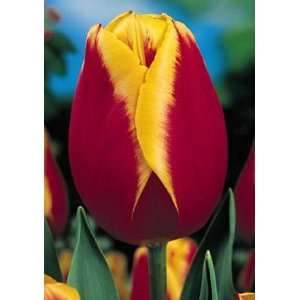  Tulip   Triumph   Kee Nelis Patio, Lawn & Garden