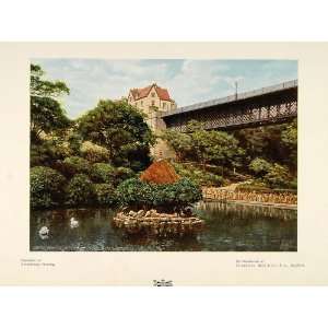   Bridge Water Park Swans England   Original Print
