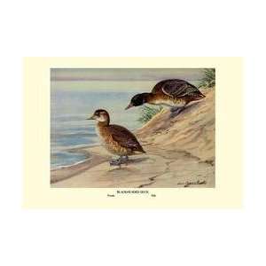  Black Headed Duck 20x30 poster: Home & Kitchen