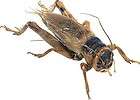 live crickets  