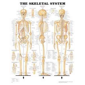   Anatomical Chart Company Skeletal System Chart: Health & Personal Care