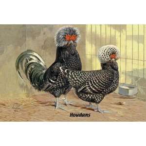  Houdans (Chickens) by Unknown 18x12