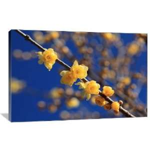 Winter Sweet Flowers   Gallery Wrapped Canvas   Museum 