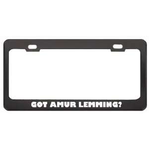 Got Amur Lemming? Animals Pets Black Metal License Plate Frame Holder 