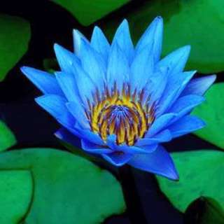 Lotus flower Nelumbo nucifera 5 seed diamond Blue Plant  