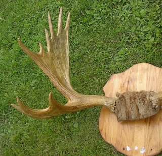 LARGE Moose 21 Point Shed Taxidermy Horns 46x26 Antlers  
