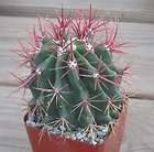   Baja Miniature Barrel Cactus 50 items in Cactusbylin 