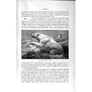  NATURAL HISTORY 1894 POLAR BEAR WATER WILD ANIMAL