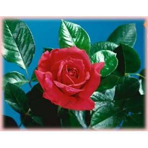 Oklahoma (Rosa Hybrid Tea)   Bare Root Rose: Patio, Lawn 