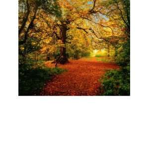  Wallpaper Brewster Komar photomurals Vol 8 Autumn Forest 4 