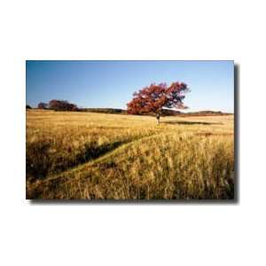 Autumn Meadow I Giclee Print 