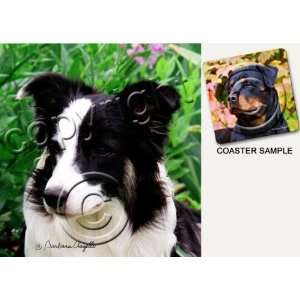  Border Collie Dog Drink Coasters: Kitchen & Dining