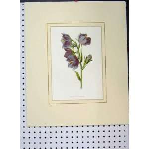  Broad Bell Flower Plant C1896 Botanical Purple Print