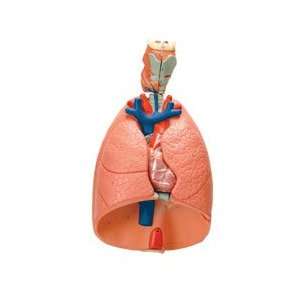  Heart Lung Model 
