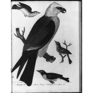  Mississippi Kite,3 different warblers,1811,birds,American 