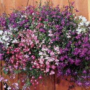 Lobelia Regatta Mix 25 Seeds*Cascading Flowers*  