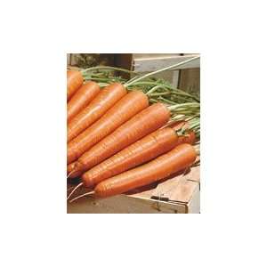  Sweet Baby Jane Carrot Seeds Pack Patio, Lawn & Garden