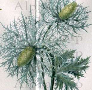 Medicinal Plants Digitalis Crown of Thorns Bougainvillea Vriesea 