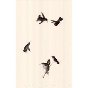 Annas Hummingbird by John Woodhouse Audubon 11x17  
