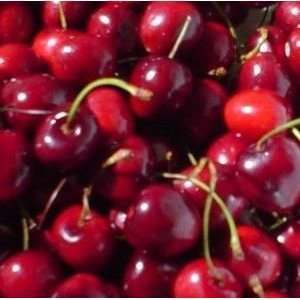  CHERRY FRUITING SWEET BING / 5 gallon Potted Patio, Lawn 