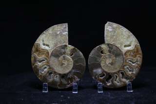 Large Polished Ammonite Pair Fossil from Morocco   3.5 x 4.25in 101611