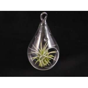   Air Plant Houseplant By Hinterland Trading Patio, Lawn & Garden