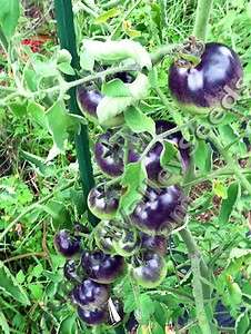   Tomato Plant Seeds 100+ Indigo Rose Rare Open Pollinated OSU Purple