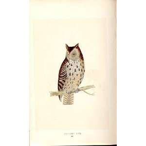  H/C British Birds 1St Ed Morris Mottled Owl 353