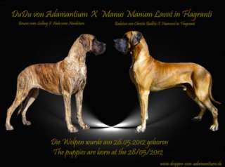 Zuckersüße Doggen Welpen aus Championverpaarung in Nordrhein 