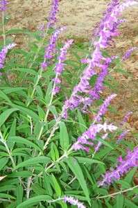   Bush Sage   drought tolerant, blooms profusely late summer/fall  