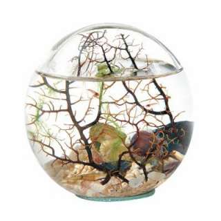 Beachworld Mini Aquarium Kugel mit Gorgonie 15 cm   Ökosystem 