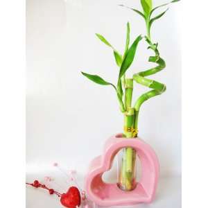9GreenBox   Live Spiral 3 Style Lucky Bamboo Plant Arrangement w/ Pink 