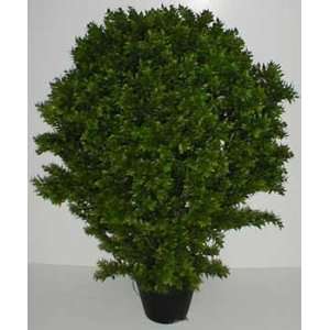    38 INDOOR / OUTDOOR Deluxe Basil Leaf Plant