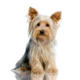 Allersearch® Pet+ Oatmeal™ Anti Allergen Dog Shampoo  