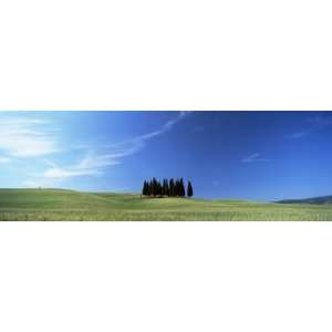 Cypress Trees in Field of Cereal Crops Beneath Blue Sky, Near San 