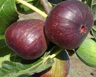 Brown turkry fig plants 4 pot   mid size fruit great houseplant 
