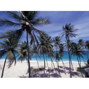  Palm Trees on St. Philip, Barbados, Caribbean Photographic 