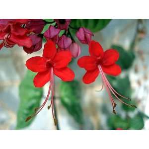   in Red Bleeding Heart Vine Plant   Clerodendrum Patio, Lawn & Garden
