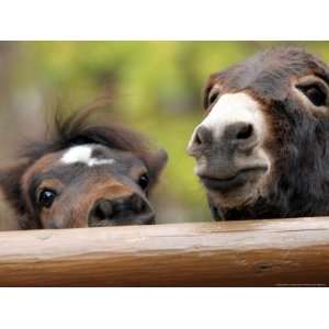  Two Miniature Horses Look out from Their Pen at the Staten 