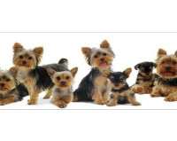   Terrier Puppies Puppy Dog Mural Style PrePasted Wallpaper Border
