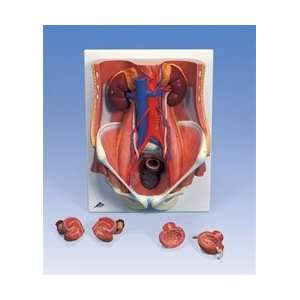  Urinary System Model of the Male and Female 6 Parts 